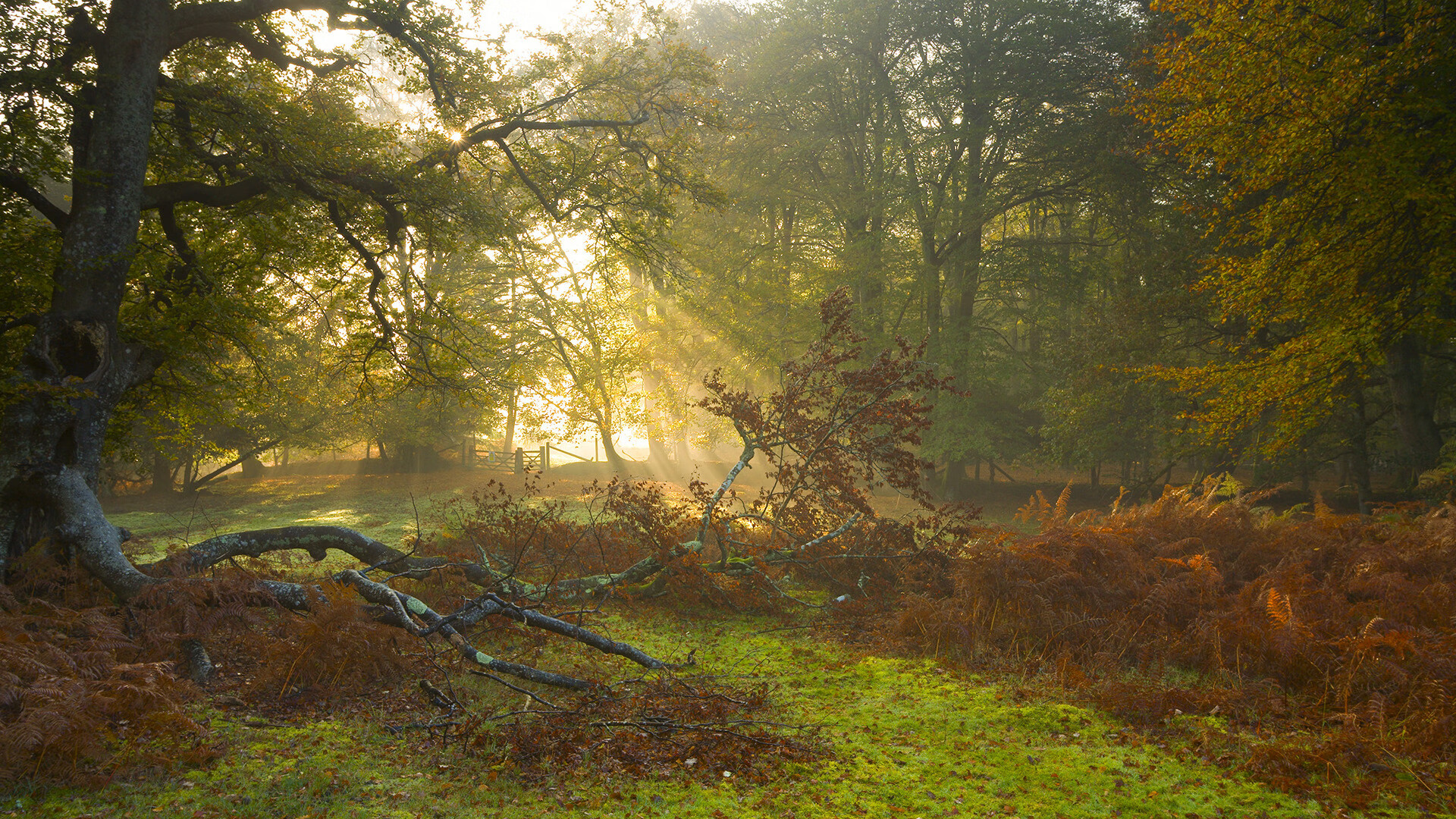 加克波独舞,哥斯达黎加鏖战里昂的战术博弈与命运转折